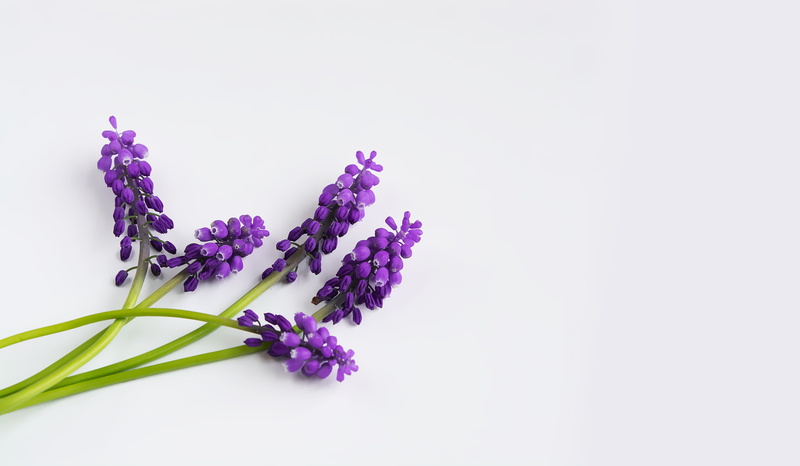 three, spring flower, negative space, bouquet, softness, indoors, text dom, grape-hyacinth, pointed flower, herbal medicine, flower head, surface, nature