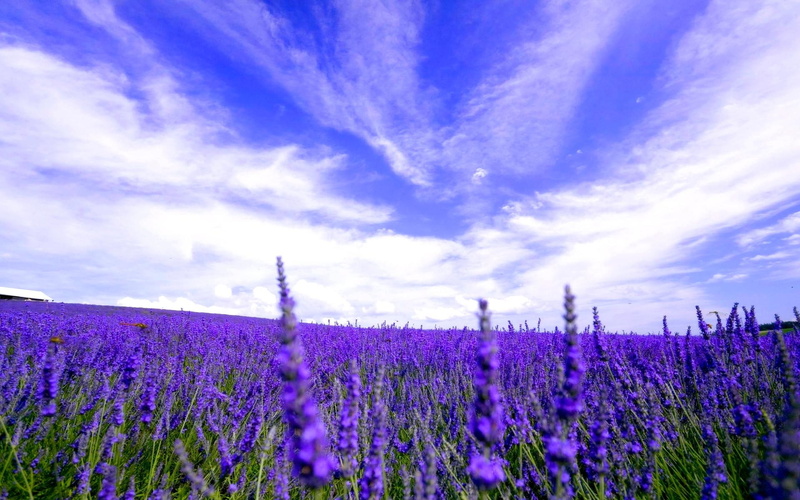 flowers, meadow, 1080P, gift, fields, friend, blossoms, beautiful, susana, lavender, nature and landscapes, field, purple