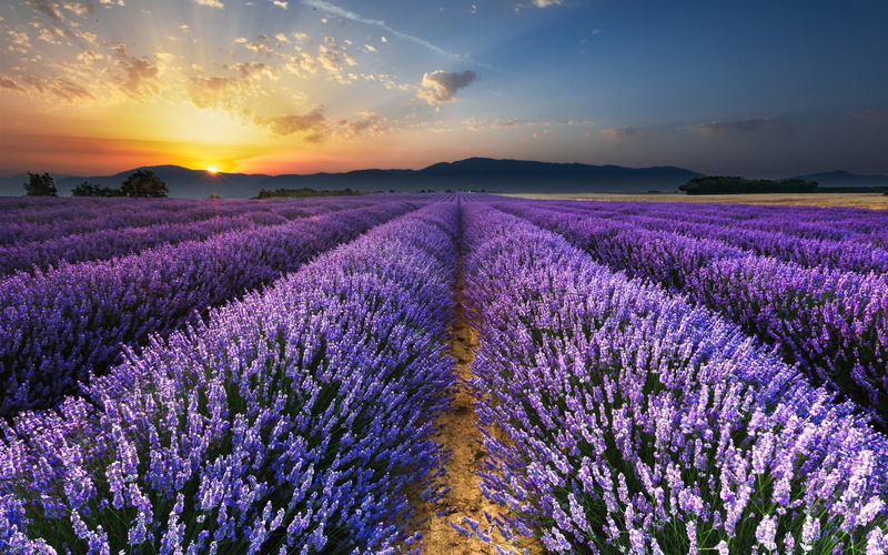 2K, Lavender, Morning, Flowers, Field, Sunrise