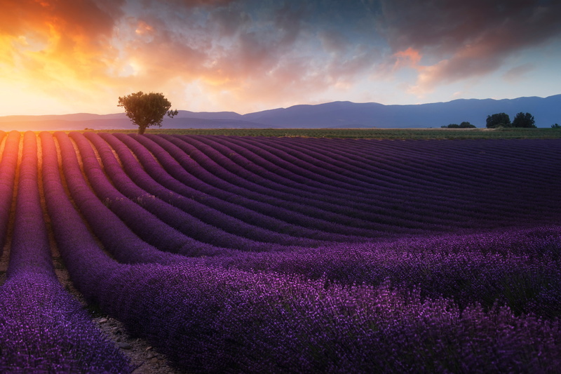 Sunrise, 4K, Lavender farm, 4K, Lavender fields, Morning, Landscape