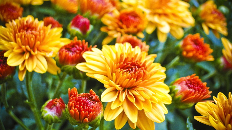 focus on foreground, vulnerability, yellow, herb, blossom, day, stem, plant, vegetation, growth, close-up, bloom, wildflowers, flower bed, shallow, focus