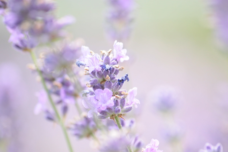 growth, plant, beauty in nature, selective, fragility, freshness, focus, blooming lavender, outdoors, blossom, inflorescence, fragrant, close-up, 4K, nature