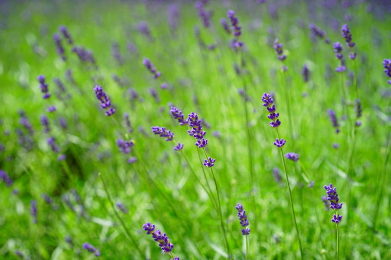 no people, true lavender, green, scented plant, petals, inflorescence, meadow, fragrance, botany, plant, freshness, cottage garden, aromatic, photography