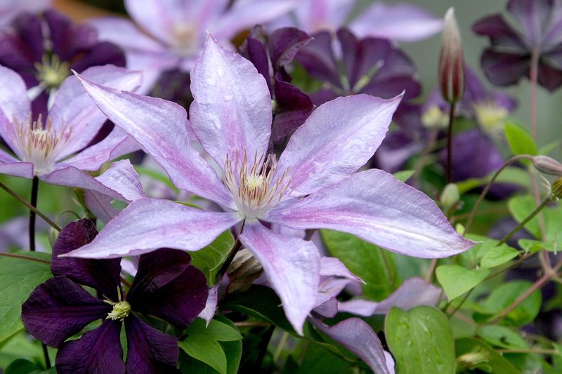 violet, color, focus on foreground, flowering plant, close-up, clematis, garden, growth, open, vine, lavender, flower, focus, petaled, purple, fragility
