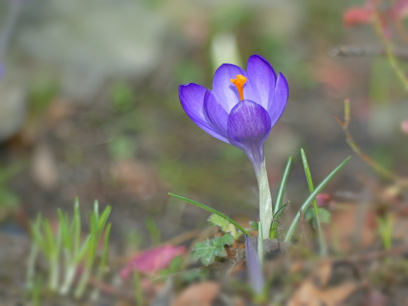 land, close, blossom, flowers, nature, violet, march, focus, Crocus, blossomed, inflorescence, freshness, colorful, fragility, stamens, frühlingsanfang