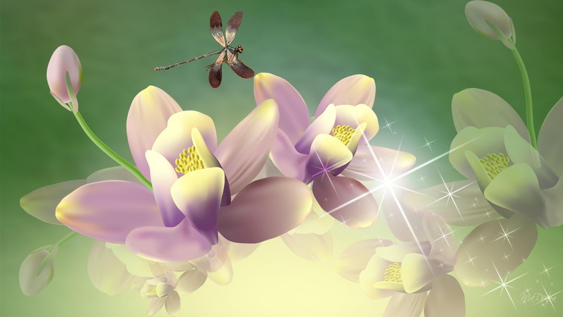lily, 1080P, green, 3d and abstract, water lily, persona, dragonfly, lavender, water, flower
