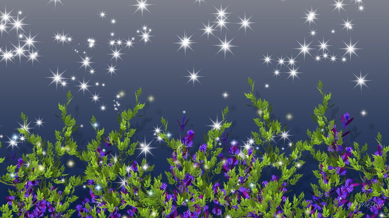 stars, night, 1080P, lavender, 3d and abstract, firefox persona, wild, sparkles, flowers, blooms, purple