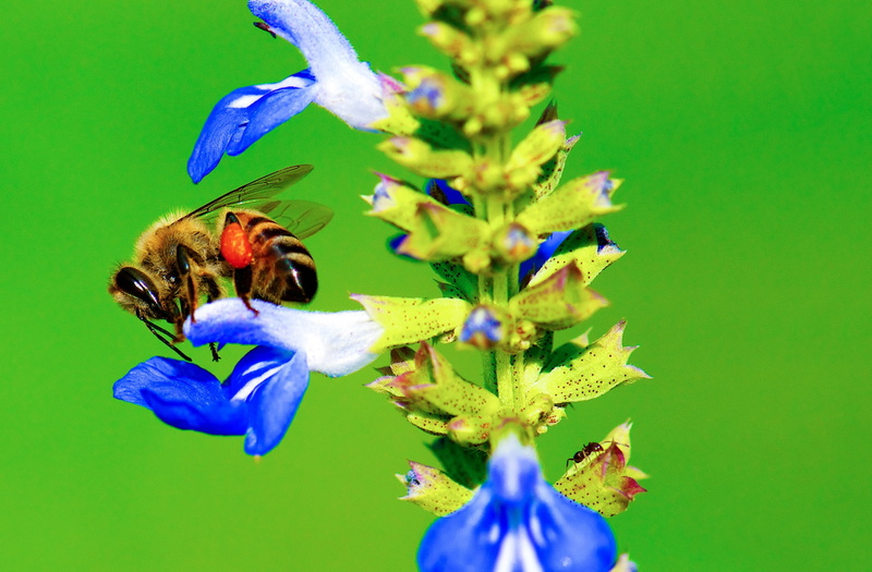 Colors, pollen, bee, invertebrate, close-up, wildlife, green color, Closeup, flower, nikon, flowering plant, purple, colored background, vulnerability