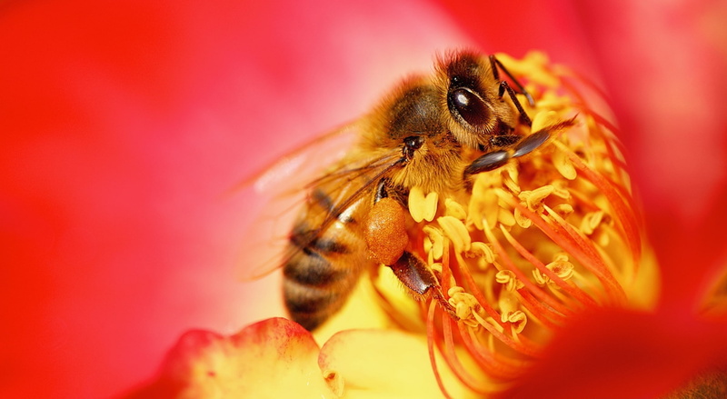 Vivid, no people, animal, Insects, unitedstates, beauty in nature, nikon, 1080P, apoidea, Colors, selective focus, loaded, Insect, invertebrate, redflower
