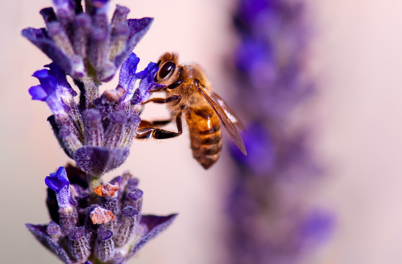Busy, Photography, petal, Nectar, close-up, hardworking, pollen, Working, Macro, wildlife, growth, Insect, California, Animals, Colors, invertebrate, Birds