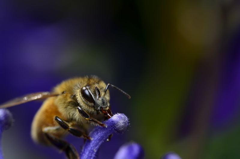 insect, flower, D7000, macro, pollination, nectar, purple, drinking, 4K, pollen, aquilegia, photography, 500px, GIMP, nature, macro photography, AF, Honey bee