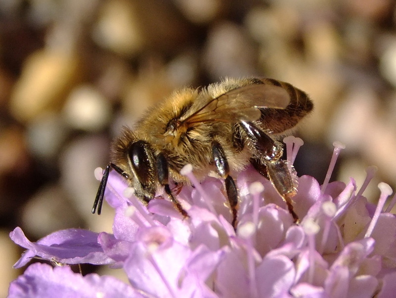 yellow, bee, selective, Sandy, selective focus, photography, brown, pollination, bedfordshire, lavender, pollen, Honey bee, Bedfordshire, 720P, Scabious