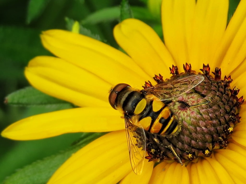 summer, petal, pollination, Macro, animal, Bee, Daisy, plant, clustered, animal Wing, yellow, flower  Bug, nature, close-up, pollen, 480P, insect, Hoverfly