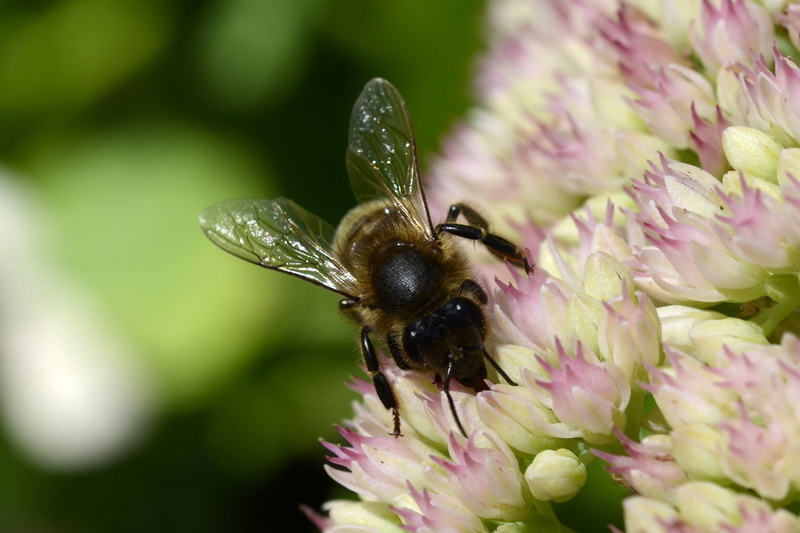 pollen, mariposa, 2K, puple, nikkor, daytime, summer, garden, macro, plant, flower, close-up, Schmetterlinge, springtime, honey bee, insect, nature, bee