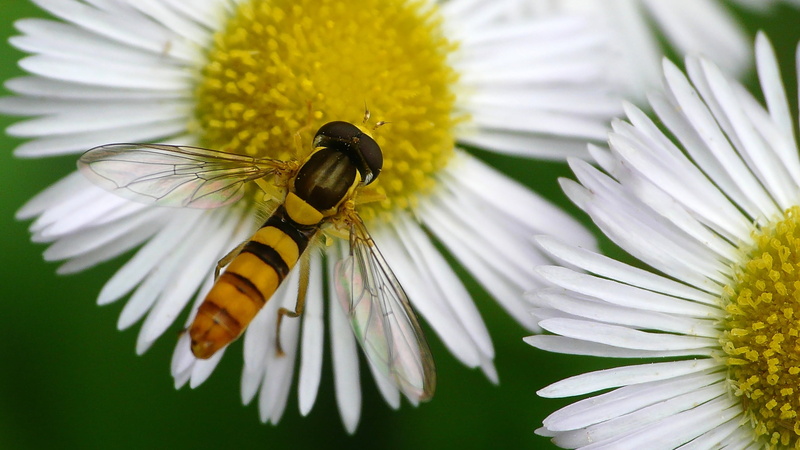 bee, nature, insect, yellow, summer, 1080P, black, pollen, animal, flower, pollination, green Color, close-up, macro, petal, hoverfly, plant, japan