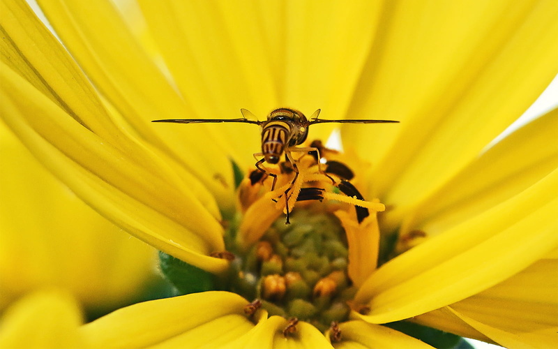 Macro, Horizontal, yellow, Rebel, Flat, Canon, dof, Life, Insect, 700d, bee, yellow Daisy, Animal, Lunch, eos, Focus, honey, 720P, DSRL, close-up, Inside