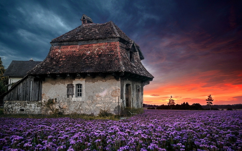 flowers, lavender, sunset, purple, lavender field, field, 720P, sky, house, farm, landscape, nature, spring, old