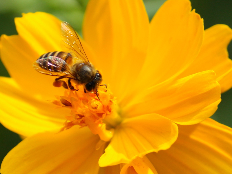 insect, flower petal, macro, yellow, Canon Rebel XSi, springtime, auto, flora, nature, plant, close-up, bee  honey, Lalbagh Botanical Gardens, pollen, auto focus