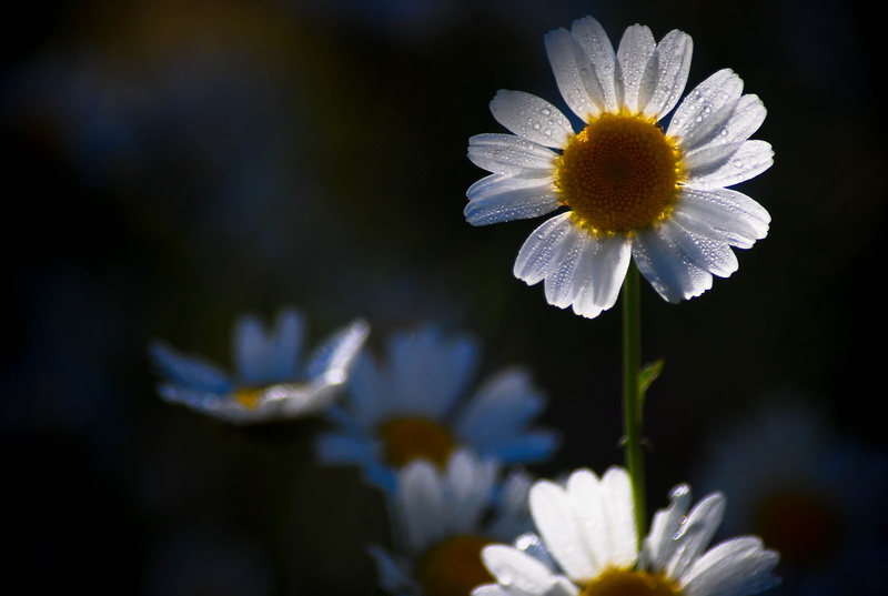 petal, white daisy, summer, plant, nikon  D40x, outdoors, flower, macro, reflex, 2K, natur, springtime, couleur, close-up, daisy, nature, white