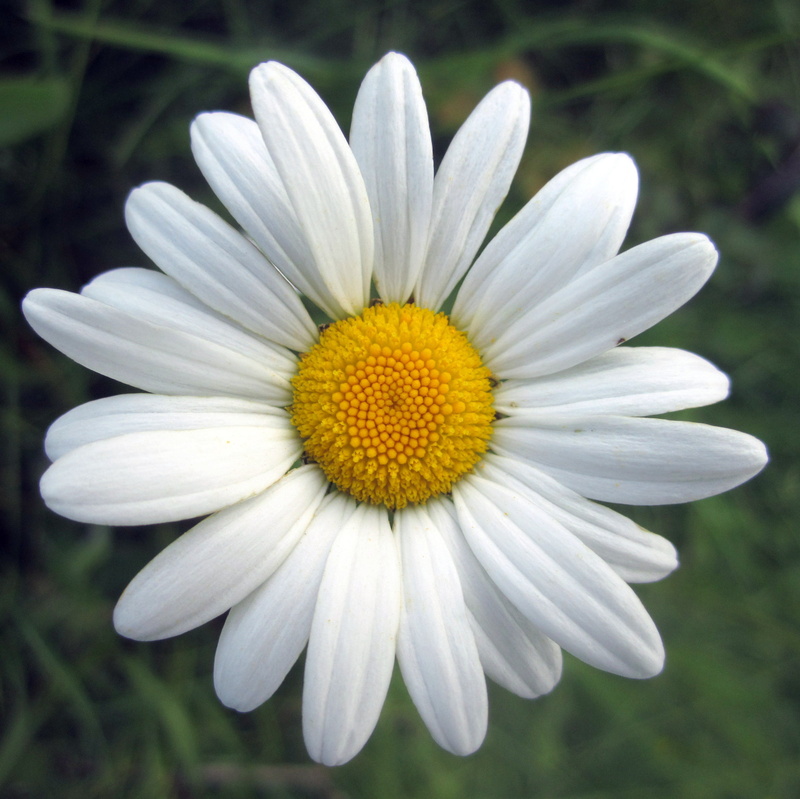 close, daisy, leucanthemum vulgare, white Daisy, close-up, oxeye daisy, petal, white  flower, oxeye  daisy, summer, flower, 2K, plant, white, oxeye, nature