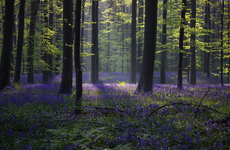 Halle, spring, sunlight, 5K, Belgium, 5K, 4k, bluebell, forest
