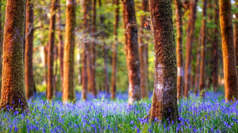 tree trunk, bluebell, vegetation, coniferous tree, tree, flower field, wildflower, environment, growth, beauty in nature, tranquility, flower, bird, tranquil scene