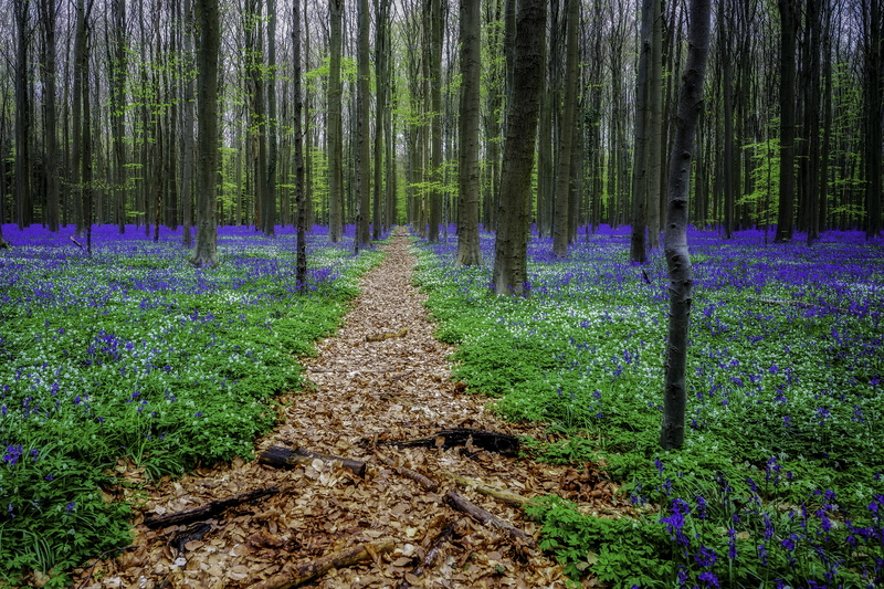 hyacinths, tree trunk, no people, hallerbos, tranquility, woodland, bluebell, tree, flowers, green color, tranquil scene, land, landscape, scenics - nature