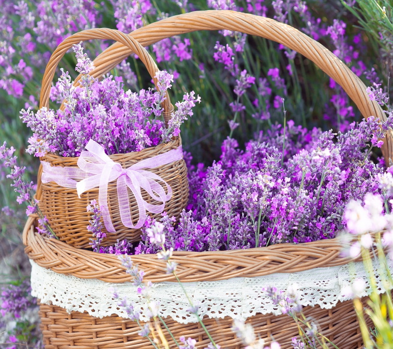 outdoors, flower head, no people, freshness, day, lavender, plant, flowering plant, round, ornate, flowers, two, wicker, flower, nature, container, vulnerability