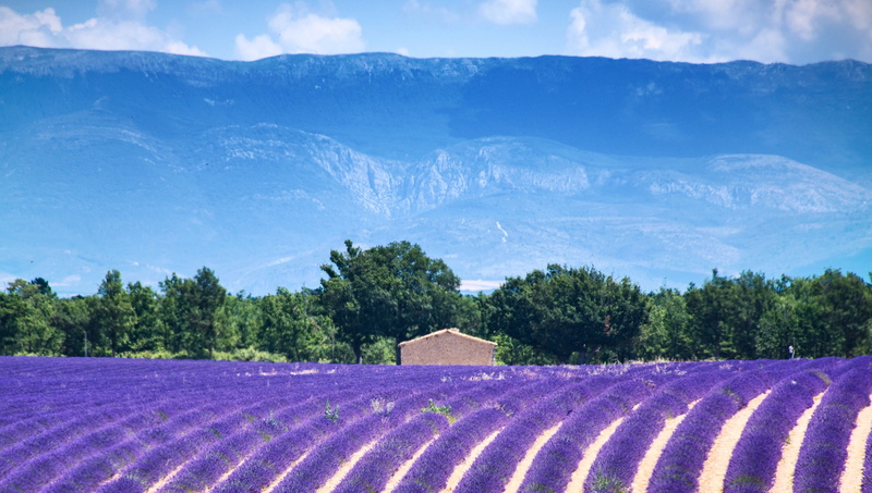 day, flowerbed, europe, plant, nature, south of france, mountain backdrop, destination, sky, no people, outdoors, agriculture, lavender field, flower, mountains