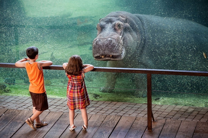 zoo, children, full length, males, men, childhood, togetherness, red, boys, people, outdoors, underwater, two people, girl, innocence, child, dress, animals
