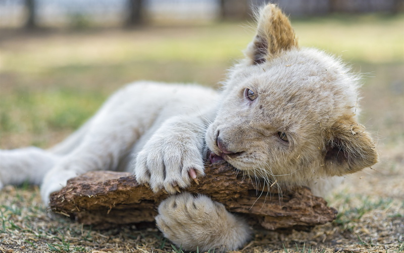 2K, White, Cub, Lion, Playing