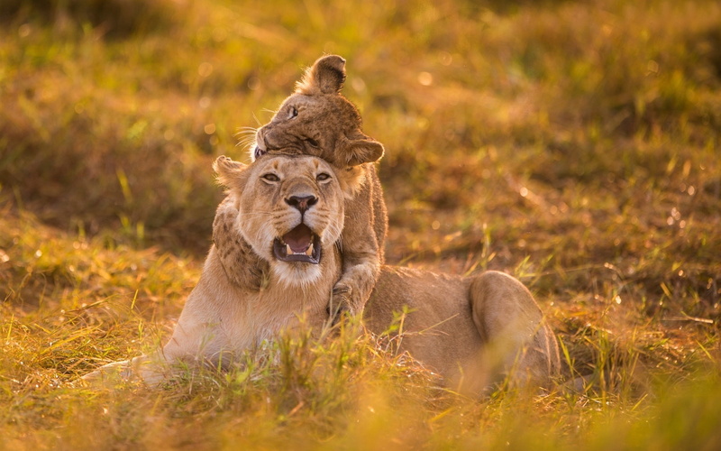 Play, Game, Cub, 1080P, Lioness