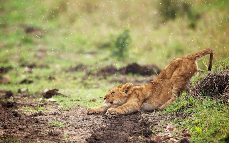 hd, cub, ground, rain, lion, animals, grass, stretch, 1080P