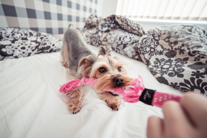 canine, cute, fun, lifestyles, lying Down, indoors, animal, vertebrate, puppy, 4K, Dog, lap dog, furniture, family, jessie, portrait, play, home, purebred Dog