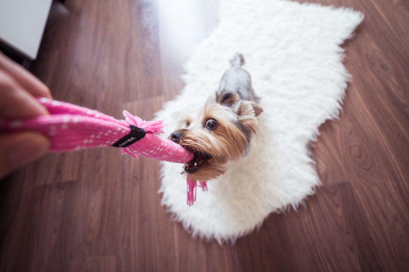 one person, mammal, 4K, purebred Dog, Yorkie, terrier, finger, jessie, cute, fun, animal, Dog, home, flooring, yorkshire, animals And Pets, pet owner