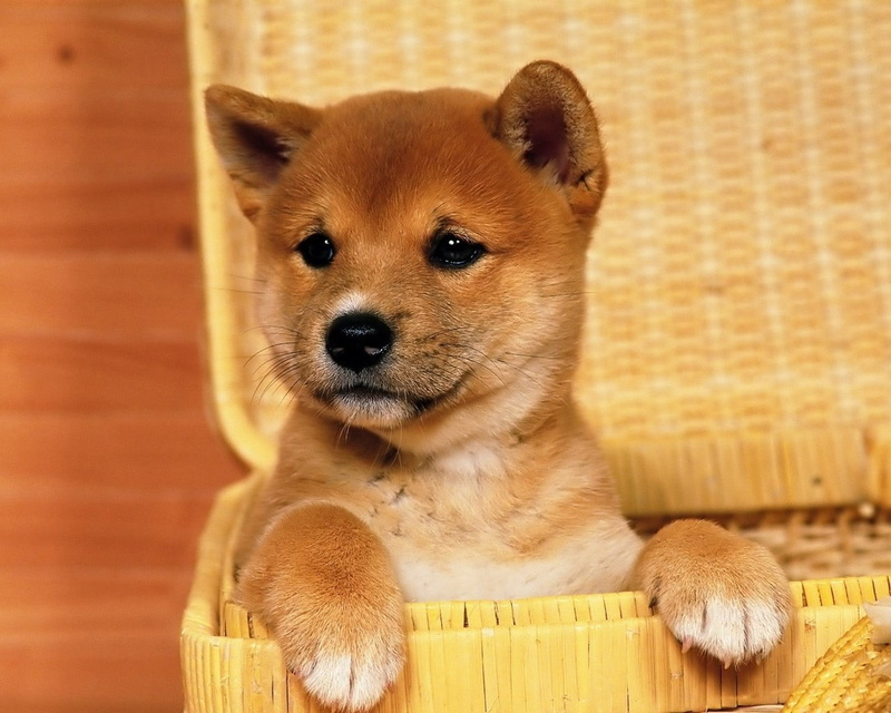looking at camera, whisker, chihuahua - dog, portrait, dog, no people, mammal, animals, domestic, baskets, small, close-up, 720P, puppy, one animal, pets