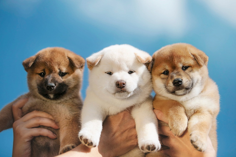 Shiba Inu, Baby Animal, Dog, Puppy, Dogs, 1080P, Pet