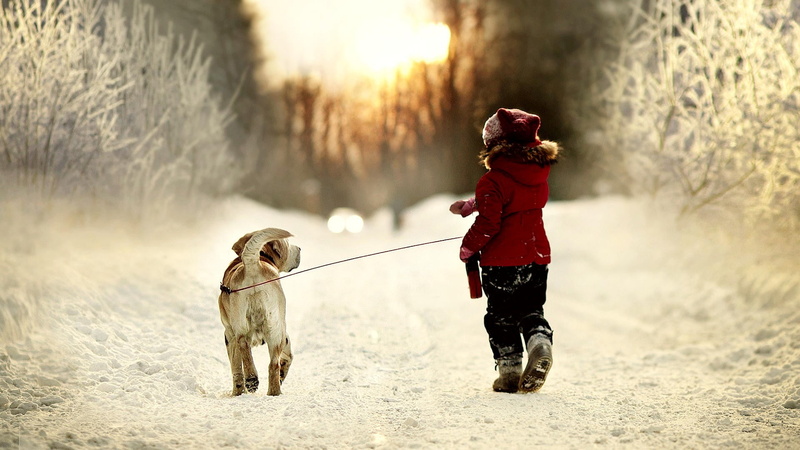 animal, one animal, walking, canine, nature, pets, jacket, snow, children, mammal, domestic, one person, cold temperature, warm clothing, outdoors, 1080P