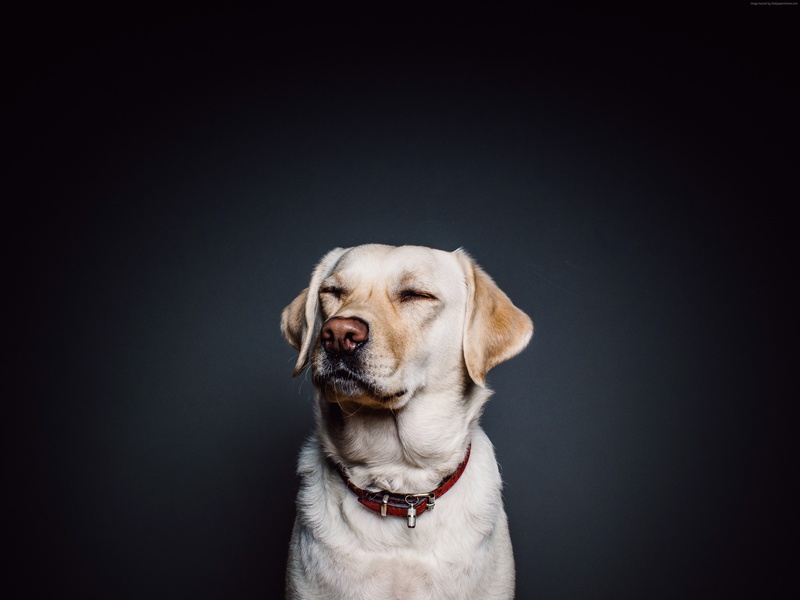 retriever, colored background, 4K, domestic animals, canine, dog, 4K, animal, close-up, no people, studio shot, domestic, animal themes, purebred dog