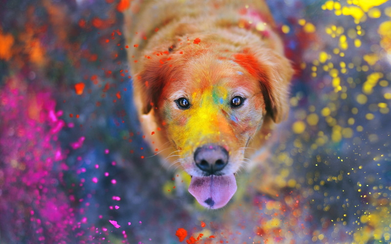 animals, outdoors, vertebrate, day, dog, paint splatter, 2K, pets, focus on foreground, no people, colorful, brown, animal head, nature, Labrador Retriever