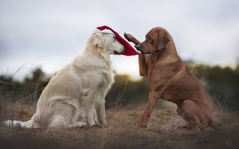 day, short, pets, adult, animal, looking away, Labrador Retriever, two, field, coated, cream, Santa hats, canine, group of animals, vertebrate, dog, retriever
