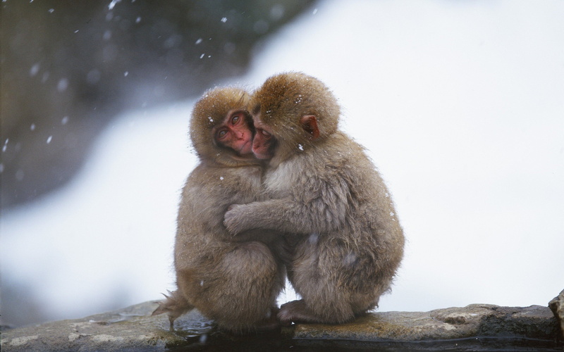 sitting, brown, care, winter, animal themes, white, plush, vertebrate, snowing, animals, japanese macaque, snow, animals in the wild, focus on foreground