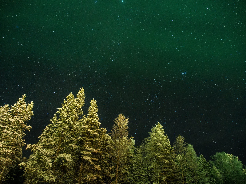 nature, green Color, outdoors, growth, low angle view, astronomy, plant, worms, starry, star - space, space and astronomy, pine Tree, forest, landscape