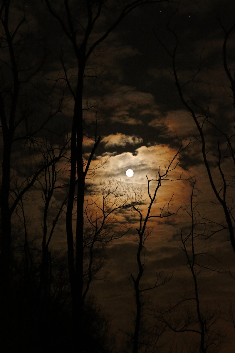 branch, mysterious, eye, bare tree, 5K, light, landscape, night, sunset, natural, midnight, nature, cloud - sky, moonlight, plant, darkness, silhouette