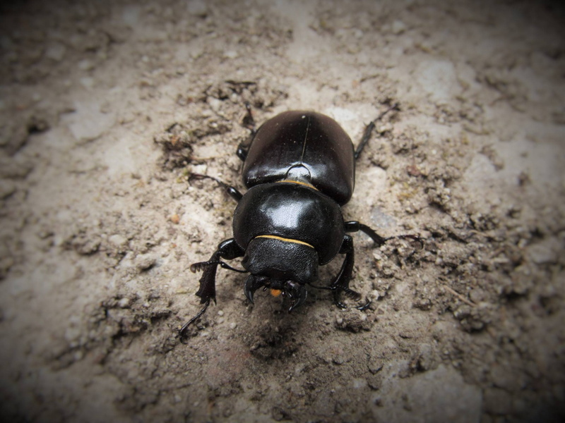 close-up, day, vignette, 1080P, animals in the wild, high angle view, animal themes, animals, zoology, insect, no people, beetle, outdoors, selective focus