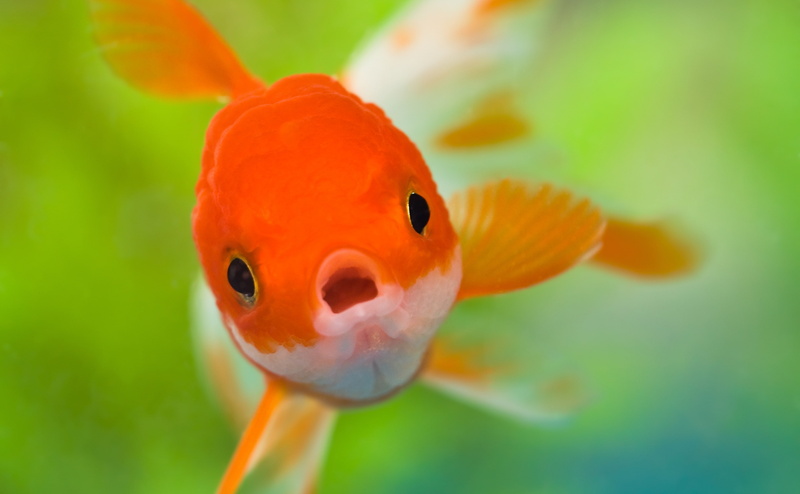 shocked, animal, animals in the wild, swimming, animal themes, common, one animal, underwater, animals in captivity, nature, vertebrate, Cute, Aquarium