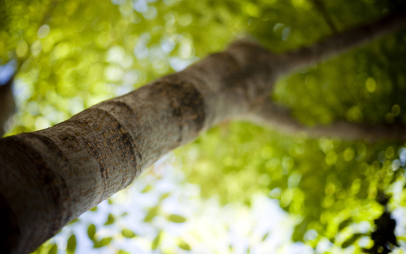 nature, freshness, blur, branch, mood, sheets, heat, bokeh, tilt-shift, forest, brown, leaves, morning, low angle view, land, trunk