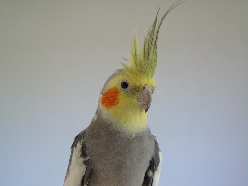 5K, animal wildlife, looking, animals in the wild, yellow, gray, animal eye, no people, pets, Cockatiel, looking away, animals And Pets, copy space, closeup
