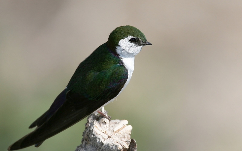 outdoors, 1080P, close-up, animals, one animal, animal themes, focus on foreground, swallow (bird), bird, animals in the wild, full length, animal, wings