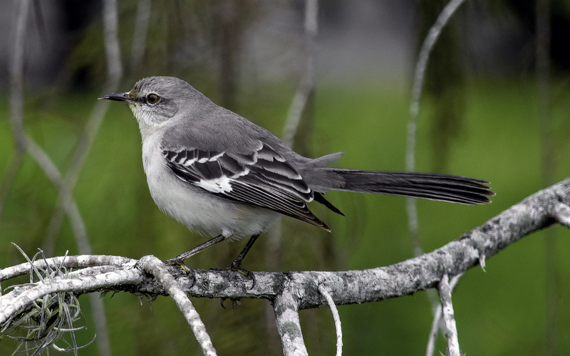 focus, gray, a gray, photo, beak, avian, outdoors, outdoor, wildlife, white bird, feather, mocking  bird, bird, nature, green, Mockingbird, natural, animal